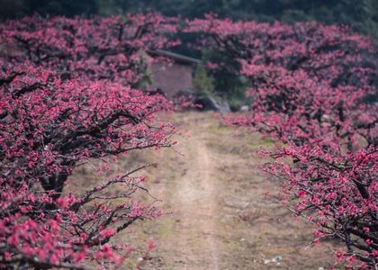 《红辣椒》意大利免费观看