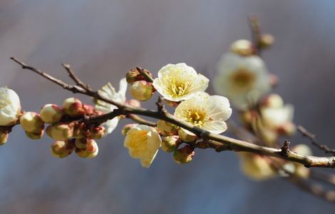 三根茎可以入一洞的视频