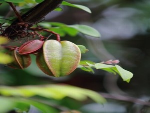 忘忧草研究实验