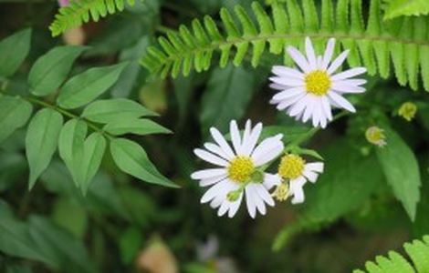 樱花草莓蜜桃粉