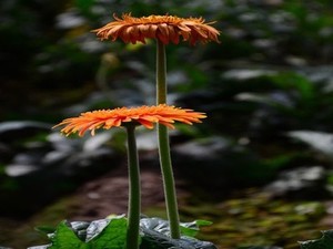 草莓樱桃水蜜桃橙子蘑菇