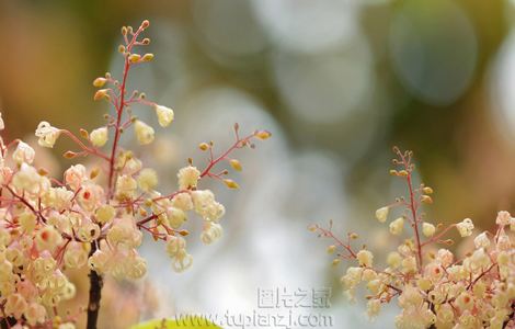 蜜糖视频聊天