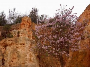 青苹果红苹果4480