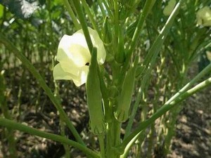 食人族活吃掉美女视频